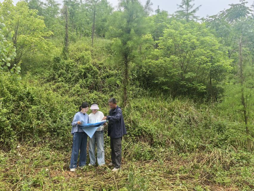 关注国土绿化新造林质效情况