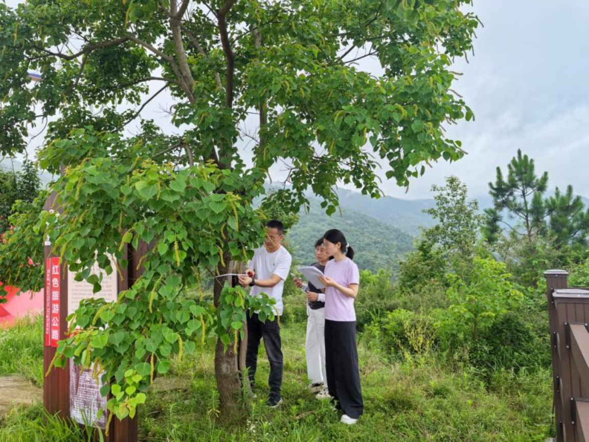 关注红色旅游公路绿化建设成效